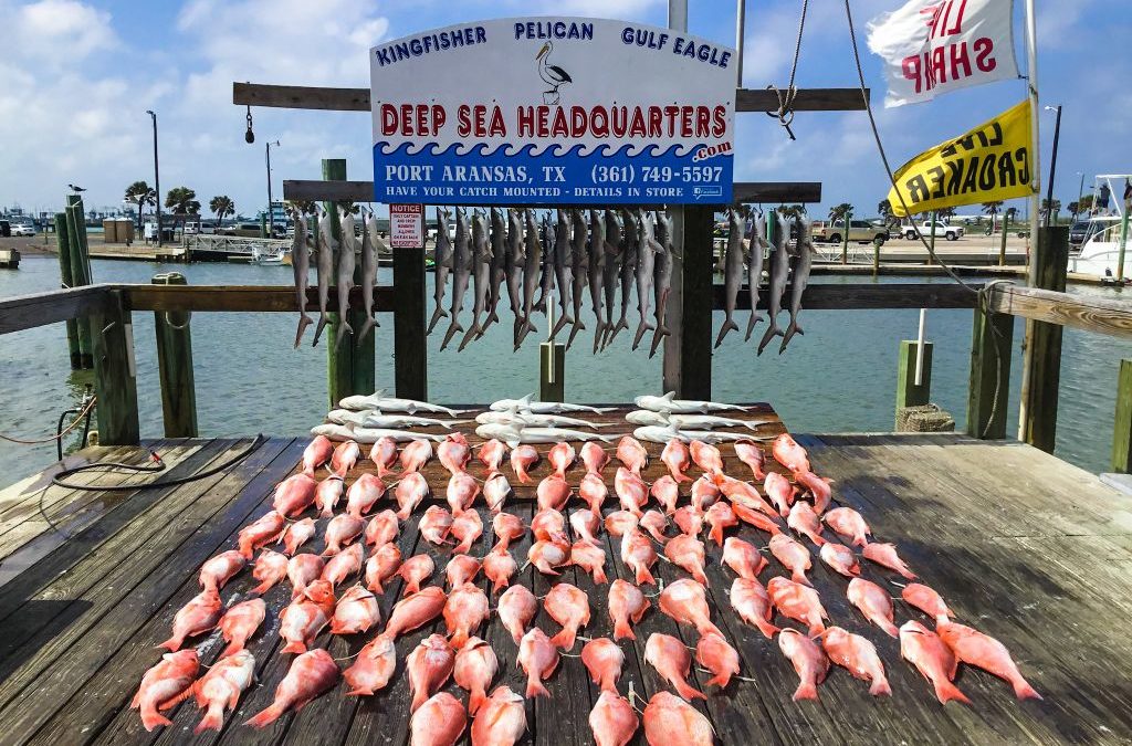 The fish rack at Deep Sea Headquarters, with red snapper on a summer offshore trip in Port Aransas Texas